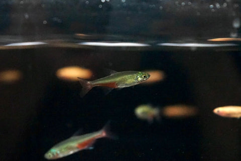 Green Fire Tetra (Aphyocharax rathbuni)
