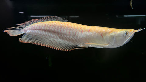 Albino Silver Arowana (Osteoglossum bicirrhosum) - Large