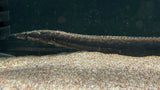Peanut Eel (Macrognathus notopthalmus)