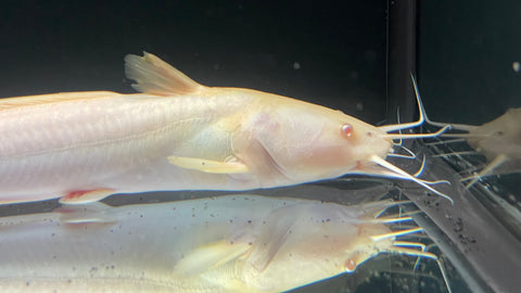 Albino Plotosus Catfish