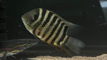 Tiger Severum (Heros severus 'curare')