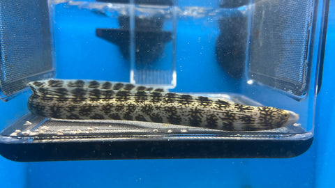 Snowflake Eel (Echidna nebulosa)*