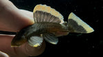 L-47 Mango Pleco (Baryancistrus chrysolomus)