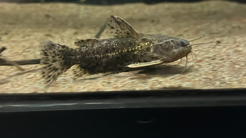 Jaguar Catfish (Liosomadoras Oncinus)