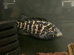 Cuban Cichlid (Nandopsis tetracanthus) - PAIR
