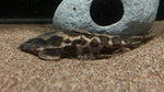 Irwini Catfish (Megalodoras Uranoscopus) - Medium