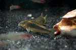 CW10 Orange Laser Cory (Corydoras aeneus "orange laser")