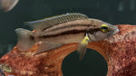 Neolamprologus bifasciatus