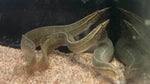 Peacock Eel (Macrognathus siamensis)