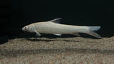 Albino Aral Barbel (Luciobarbus brachycephalus)