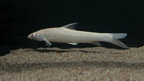 Albino Aral Barbel (Luciobarbus Brachycephalus)