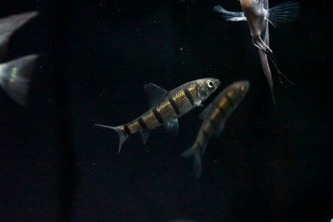 Golden Bumblebee Barb (Acrossocheilus iridescens)
