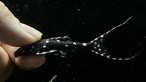 L-155 Adonis Pleco (Acanthicus hystrix)