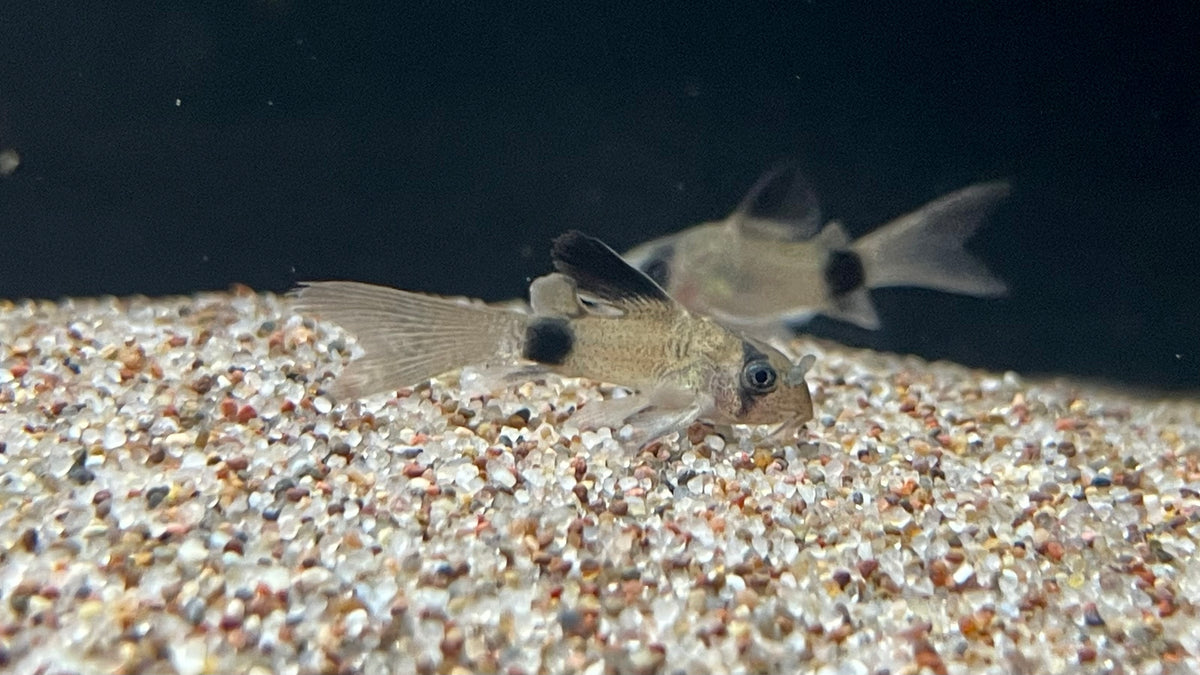 Long Fin Panda Corydora (Hoplisoma panda) – The Waterfront SLC