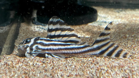 L-46 Zebra Pleco (Hypancistrus sp. "zebra") - LARGE