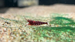 Sulawesi Cardinal Shrimp (Caridina dennerli)