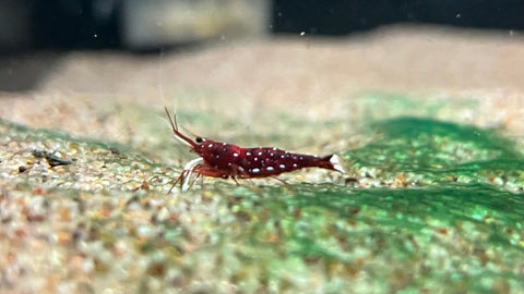 Sulawesi Cardinal Shrimp (Caridina dennerli)