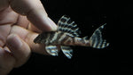 L-173B Wavy Zebra Pleco (Hypancistrus sp.)