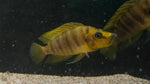 Altolamprologus compressiceps "Mandarin"