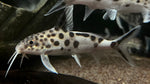 Synodontis multipunctatus - Large