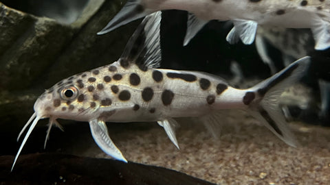 Synodontis multipunctatus - Large