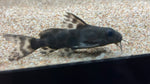 Synodontis cameolopardalis