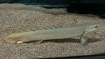 Senegal Bichir (Polypterus senegalus)