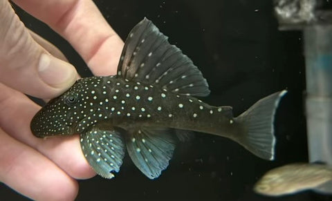 L-128 Blue Phantom Pleco (Hemiancistrus sp.) - Medium