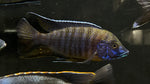 Boadzulu Cichlid (Nyassachromis boadzulu)