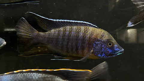 Boadzulu Cichlid (Nyassachromis boadzulu)