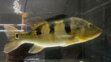 Assorted Peacock Bass (Cichla sp.) - xLARGE (CARGO ONLY)