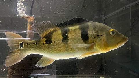 Assorted Peacock Bass (Cichla sp.) - xLARGE (CARGO ONLY)