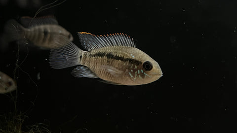 Blue Acara (Andinoacara pulcher)