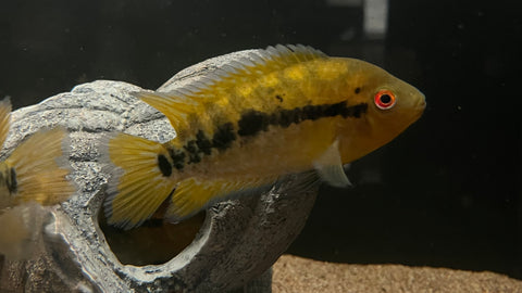 Rainbow Cichlid (Herotilapia multispinosus)