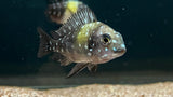 Tropheus duboisi