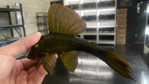 L-137 Blue Eye Red Fin Pleco (Hypostomus soniae)