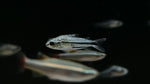 Pygmy Cory (Corydoras pygmaeus)
