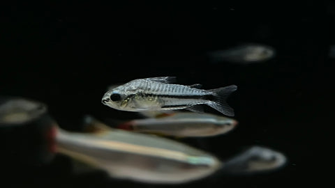 Pygmy Cory (Corydoras pygmaeus)