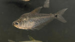 Denton Barracuda