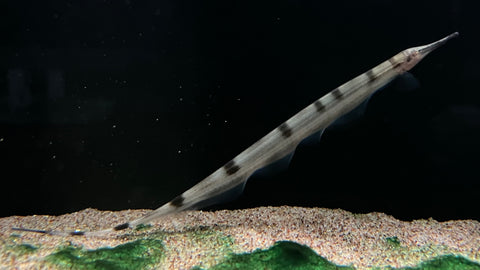 Thermometer Knifefish (Gymnorhamphichthys hypostomus)