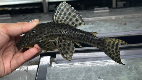 L-233 / LDA009 Golden Maculatus Pleco (Hypostomus Fuscomaculatus) - WYSIWYG