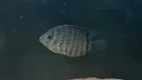 Green Severum (Heros efasciatus)