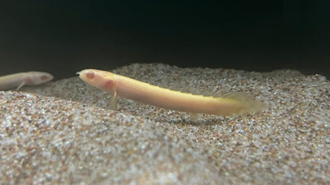Albino Senegal Bichir (Polypterus senegalus) - xSmall