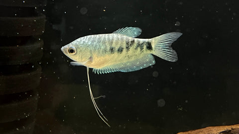 Opaline Gourami (Trichopodus trichopterus)