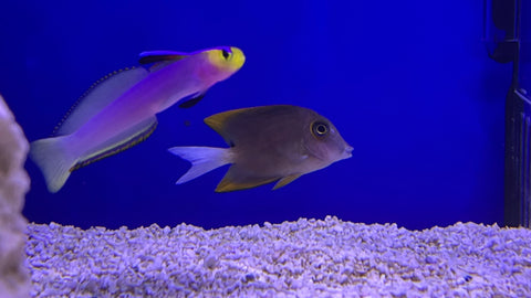 Firefin Tomini Tang (Ctenochaetus tominiensis)