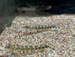 Zodiac Loach (Mesonoemacheilus triangularis)