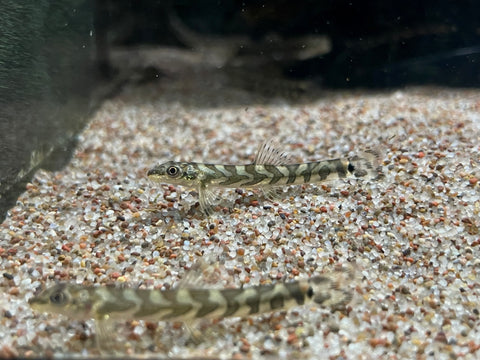 Zodiac Loach (Mesonoemacheilus triangularis)