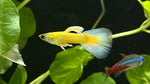 Champagne Jam Guppy (Poecilia reticulata) - Male