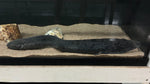 South American Lungfish (Lepidosiren paradoxa) - Jumbo