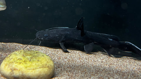 Crystal Eyed Catfish (Hemibagrus wyckii) - WYSIWYG
